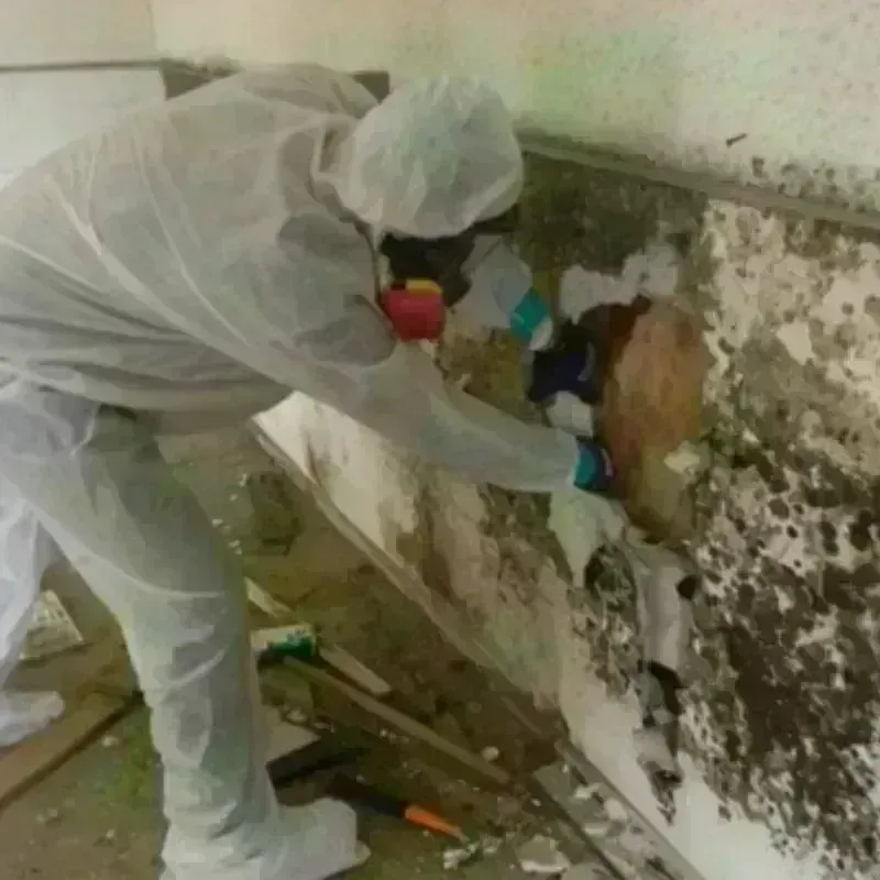 Mold Remediation and Removal in Marblehead, MA